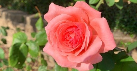 Jardín de rosas Tyler