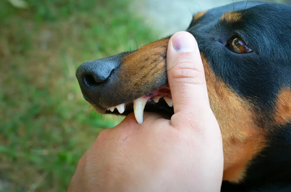 early-tx dog bite attorney