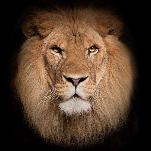 Lion Fearless | Personal Injury Settlements | Mckay Law | Personal Injury Lawyer